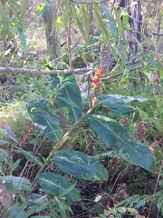 Hedychium gardnerianum