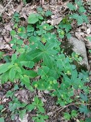 Euphorbia squamosa