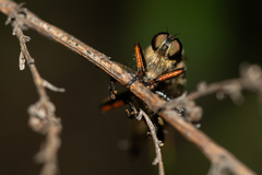 Asilidae
