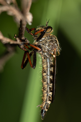 Asilidae