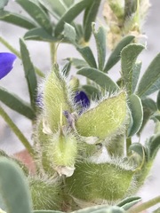 Lupinus pusillus