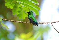 Chlorostilbon mellisugus