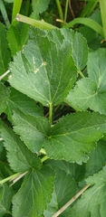 Angelica gmelinii