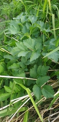 Angelica gmelinii