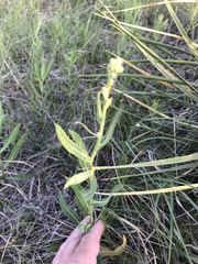 Lactuca pulchella