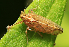 Stenocranus hokkaidoensis