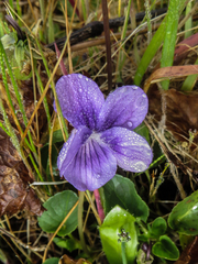 Viola adunca adunca