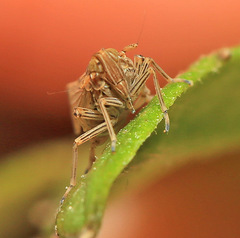 Stenocranus hokkaidoensis