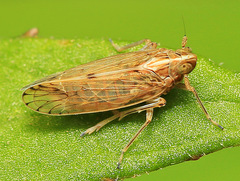 Stenocranus hokkaidoensis