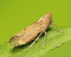 Stenocranus hokkaidoensis