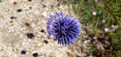 Echinops adenocaulos