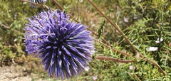 Echinops adenocaulos