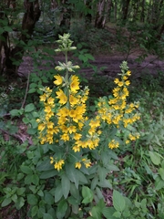 Lysimachia verticillaris