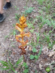 Orobanche laxissima