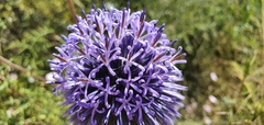 Echinops adenocaulos