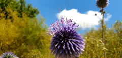 Echinops adenocaulos