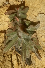 Pilosella arguta