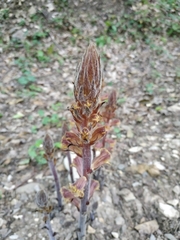 Orobanche laxissima