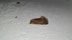 Gonodonta fulvangula