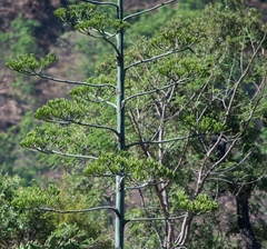 Agave rhodacantha
