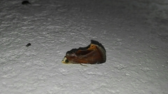 Gonodonta fulvangula