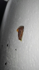 Gonodonta fulvangula