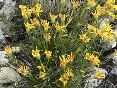 Stenotus armerioides