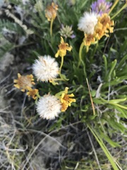 Stenotus armerioides