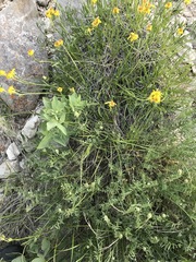 Stenotus armerioides