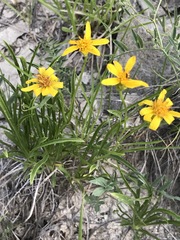 Stenotus armerioides