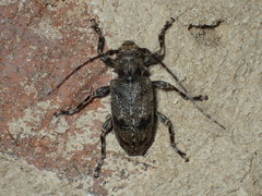 Aegomorphus modestus