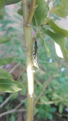 Omalotettix obliquus