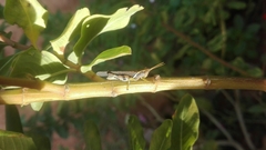 Omalotettix obliquus