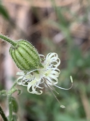 Silene lemmonii