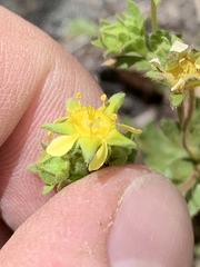 Ivesia baileyi setosa