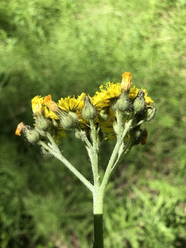Pilosella cymosa (Pilosella cymosa)