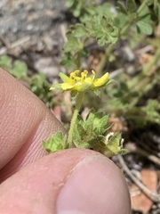 Ivesia baileyi setosa