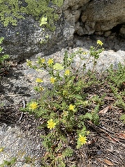 Ivesia baileyi setosa