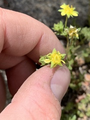 Ivesia baileyi setosa