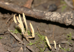 Ramariopsis cremicolor