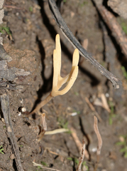 Ramariopsis cremicolor