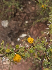Vachellia pacensis