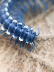 Chromodesmus potosianus