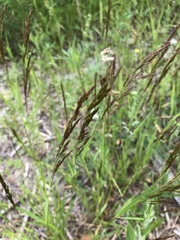Agrostis vinealis