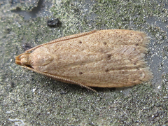 Dichomeris minutia