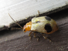 Paridea angulicollis