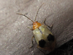 Paridea angulicollis