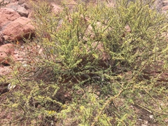 Vachellia pacensis