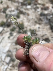 Cusickiella douglasii