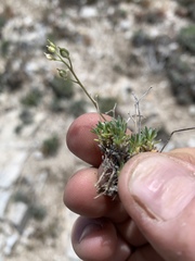 Cusickiella douglasii